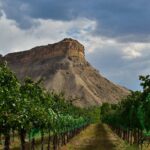 Major Grapes Found in Colorado Wine Country