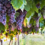 Napa Valley and its Main Grape Varieties
