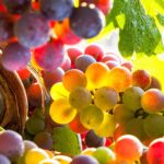 Harvest Season in Wine Country
