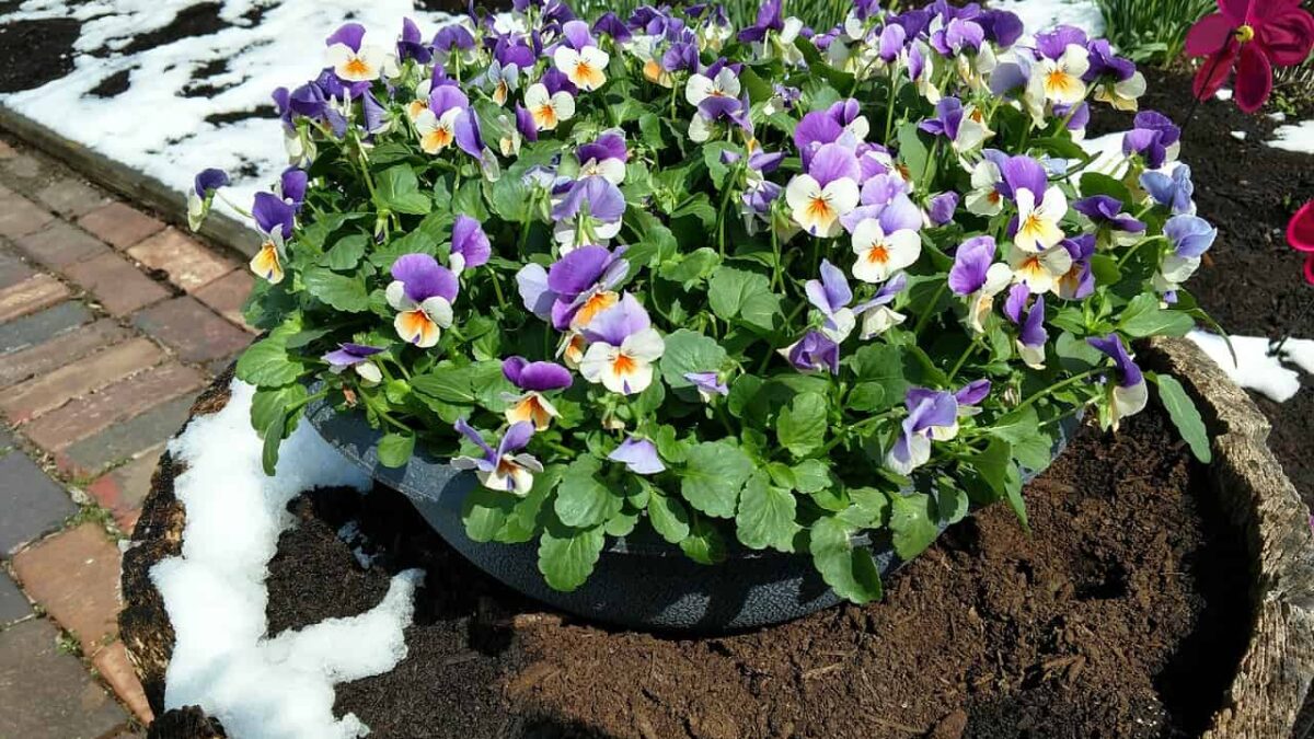 Garden Planter Ideas that are Perfect for Your Next DIY Project!