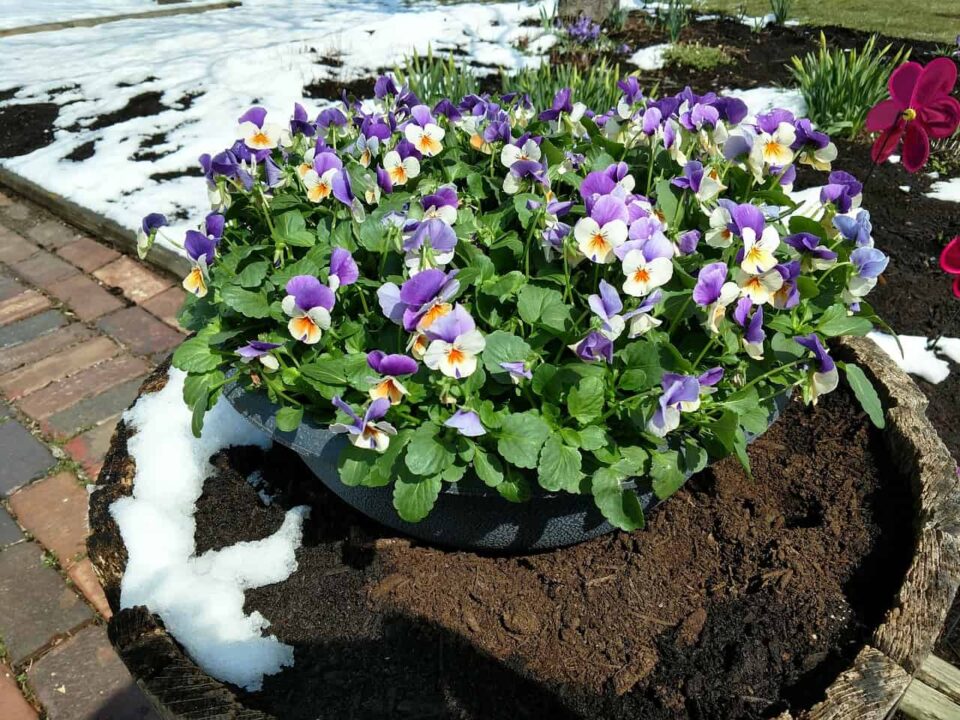 Garden Planter Ideas that are Perfect for Your Next DIY Project!