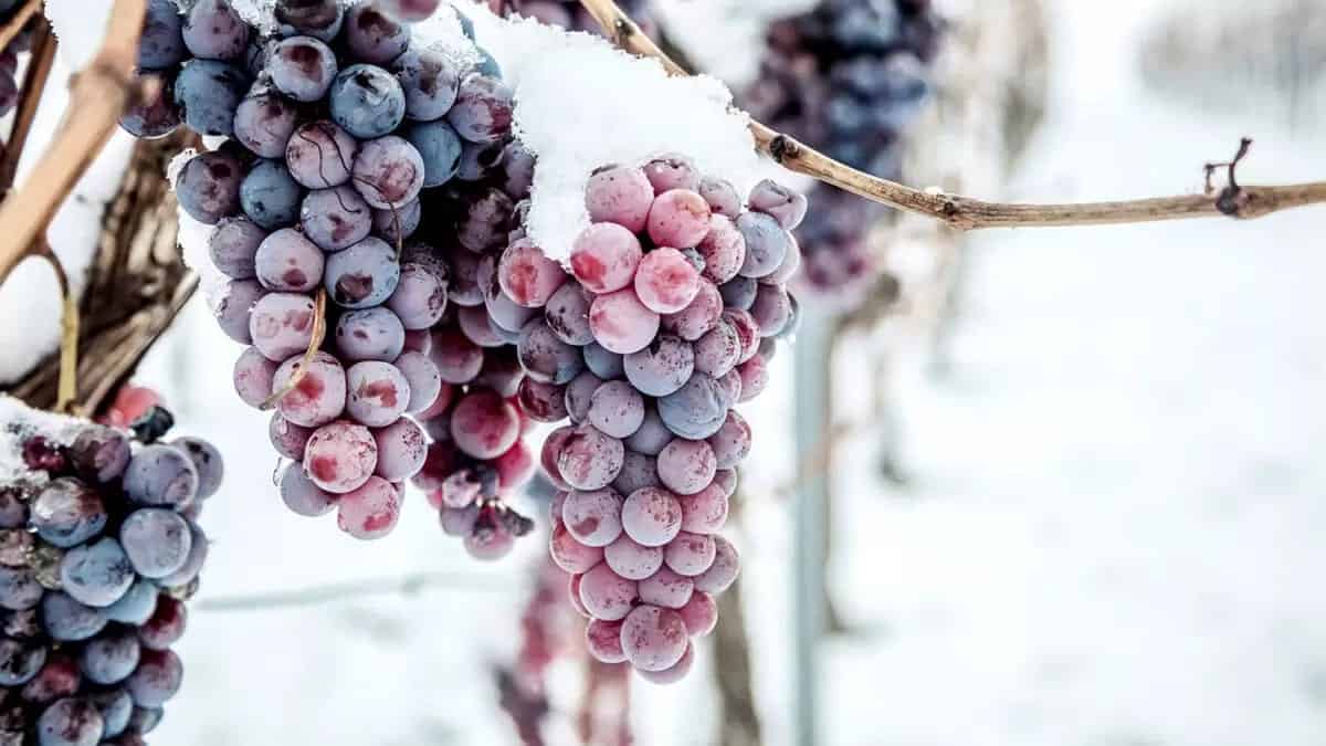 Frost- A Vineyard Owner’s Nightmare