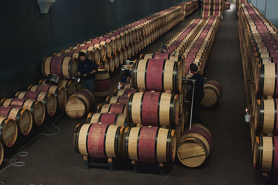 Oak barrels lined up in a wine cellar for aging